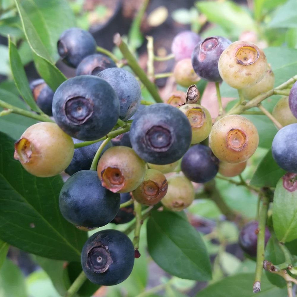 ラビットアイ系ブルーベリー デライト【果樹苗 挿し木苗15cmポット苗