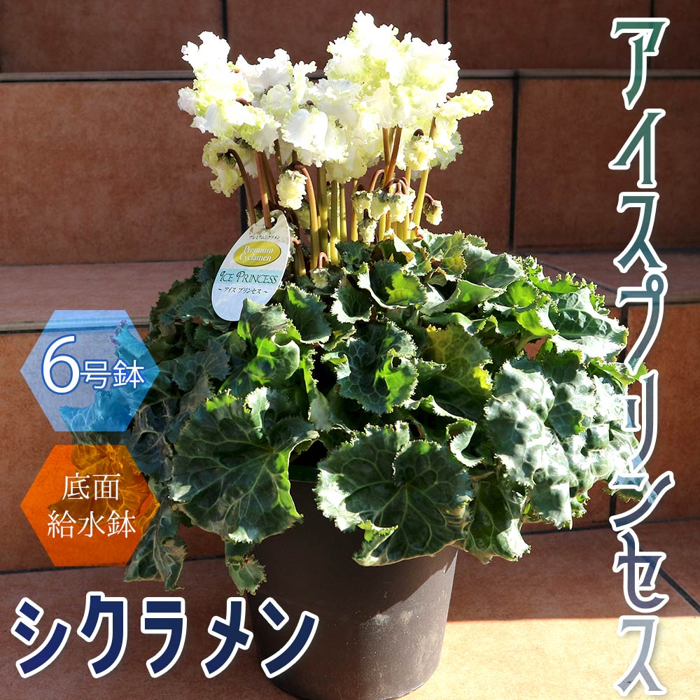 シクラメン アイスプリンセス【花苗 開花株 6号 大鉢／1個売り