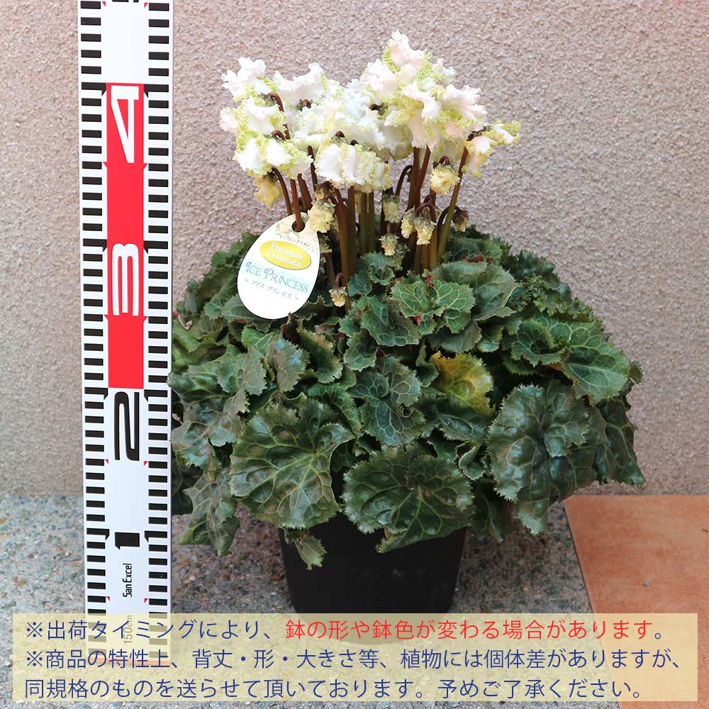 シクラメン アイスプリンセス【花苗 開花株 6号 大鉢／1個売り】