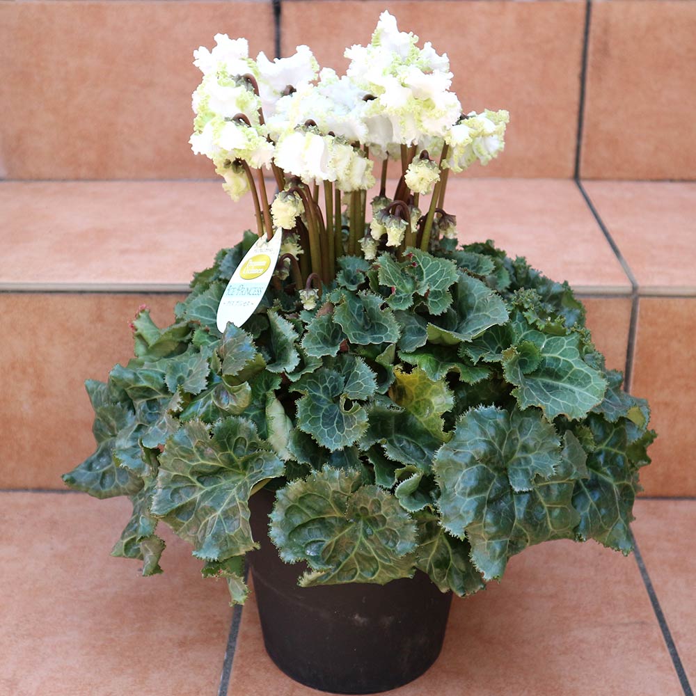 シクラメン アイスプリンセス【花苗 開花株 6号 大鉢／1個売り