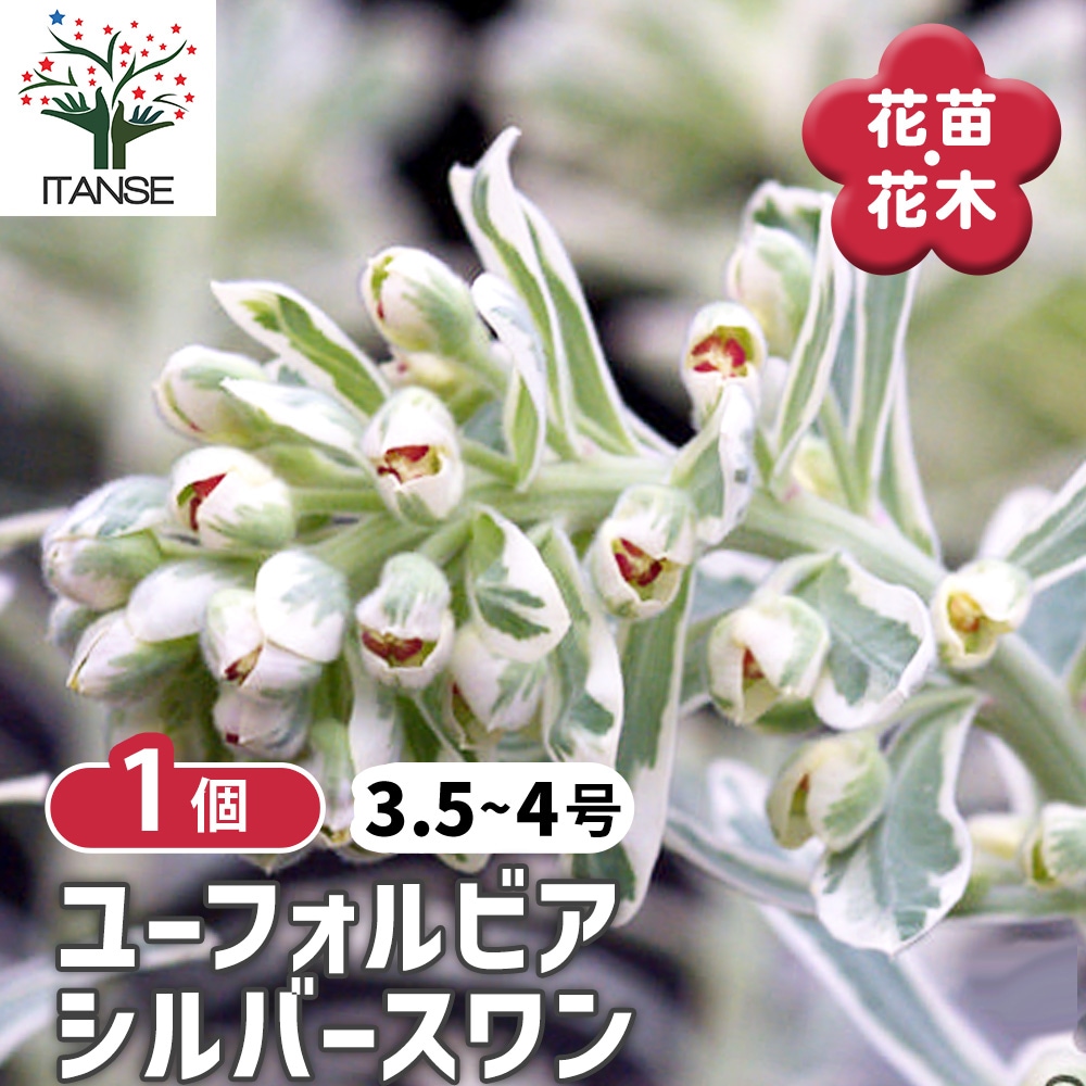 ユーフォルビア シルバースワン【花苗 3.5～4号／1個売り】｜ 【植物の