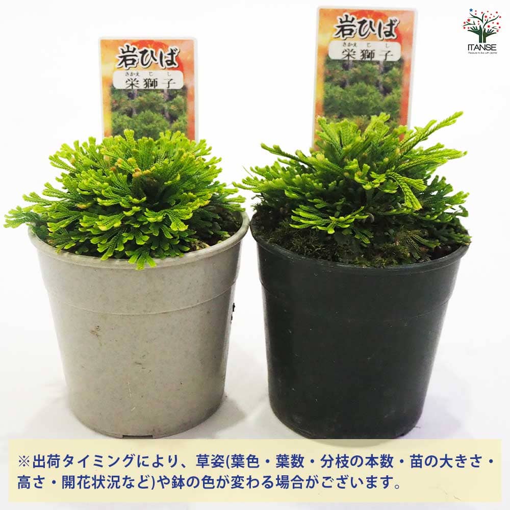 観葉植物 イワヒバ 栄獅子 【観葉植物 2.5号／1個売り
