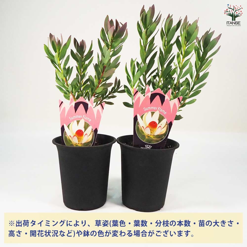 リューカデンドロン サマーフレーム 【花木苗 4号鉢／1個売り