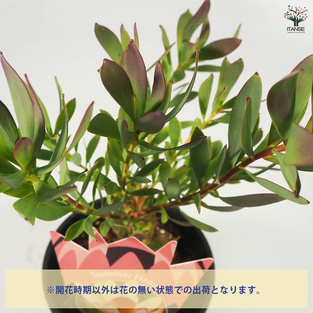 リューカデンドロン サマーフレーム 【花木苗 4号鉢／1個売り
