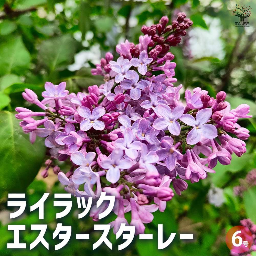ライラック苗確認用 【公式通販】