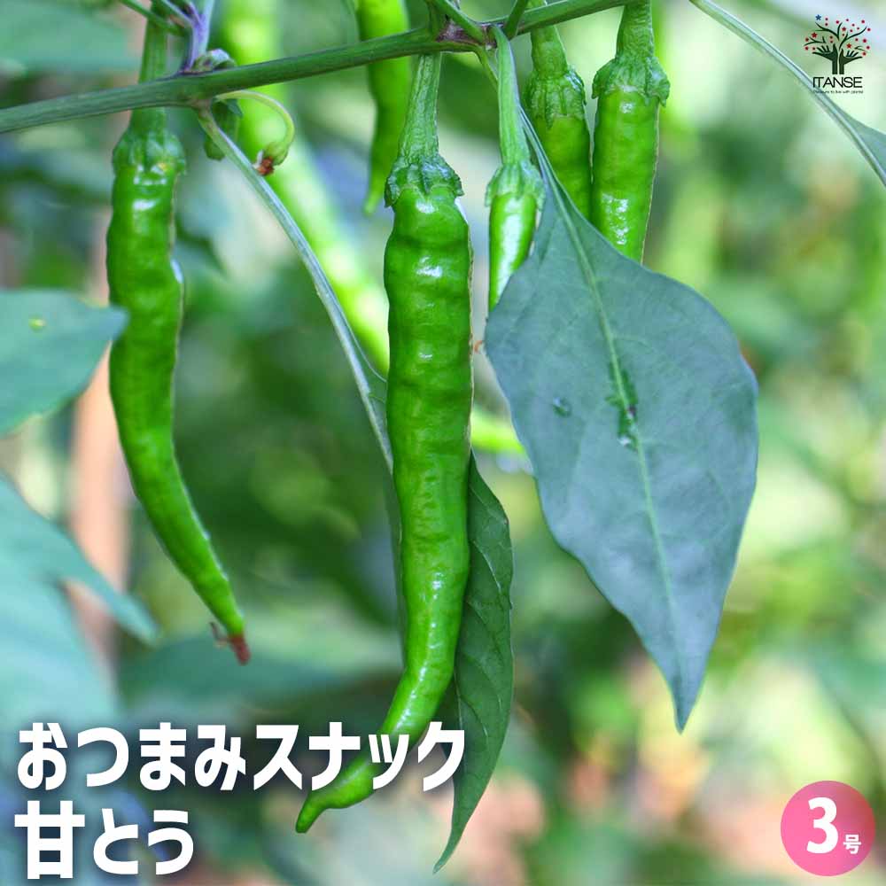 とうがらしの苗 おつまみスナック甘とう2個～ 【野菜の苗 3号】
