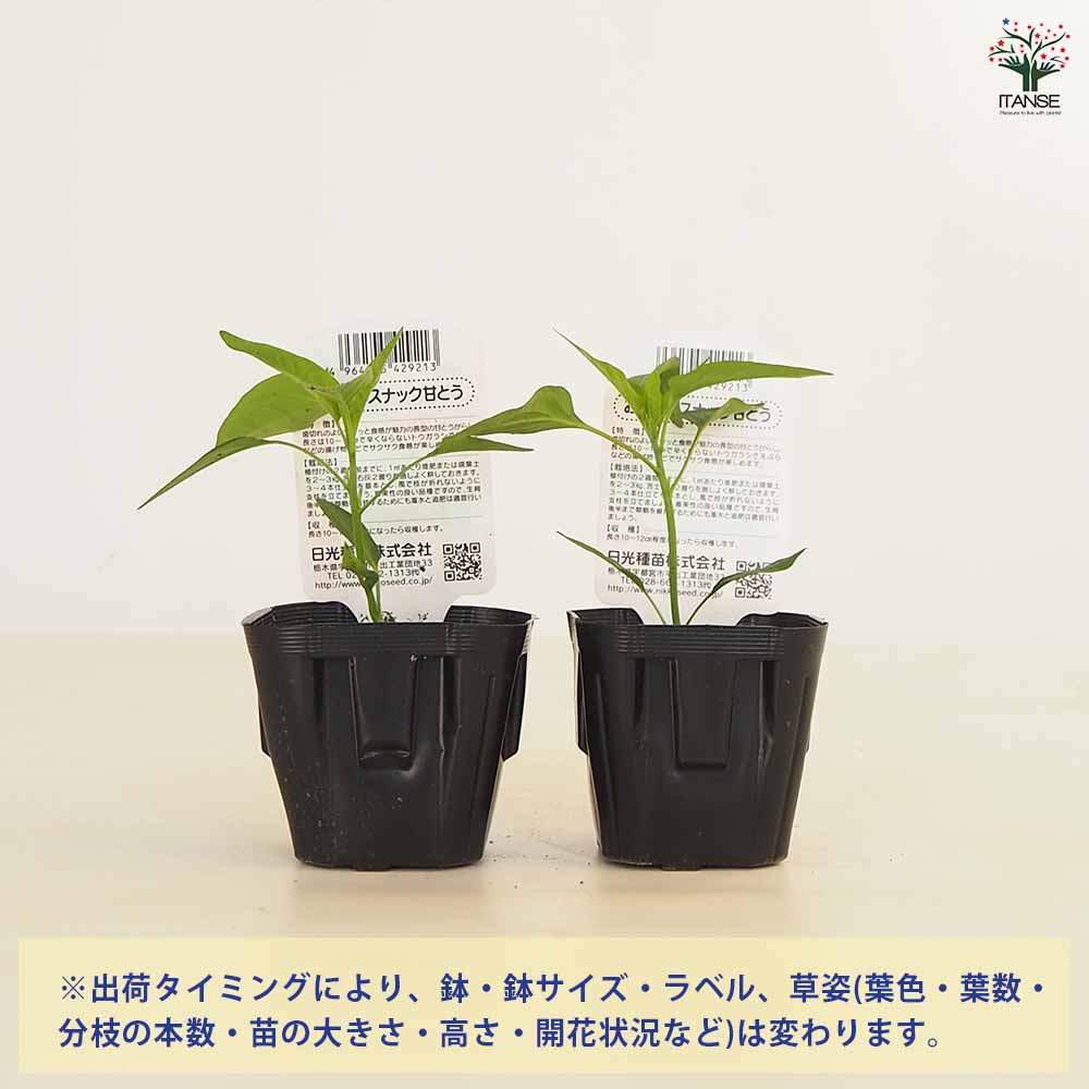 とうがらしの苗 おつまみスナック甘とう2個～ 【野菜の苗 3号】