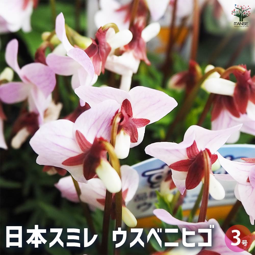 日本スミレ ウスベニヒゴ 【花苗 3号】｜ 【植物のITANSE】全品