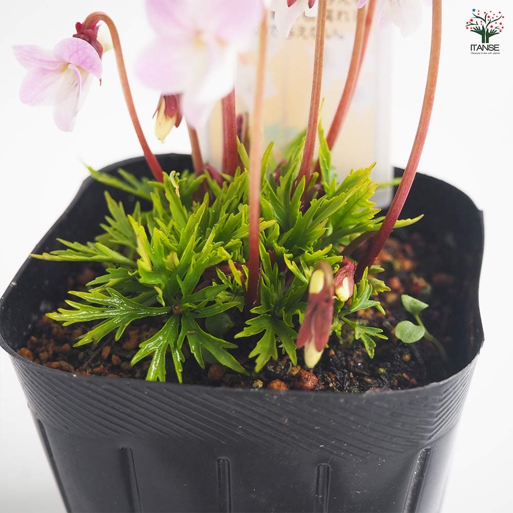 スミレ様ご確認用ページです。 Amazon.co.jp: すみれ 苗 紅むらさき 2.5号 日本すみれ スミレ 花苗 山