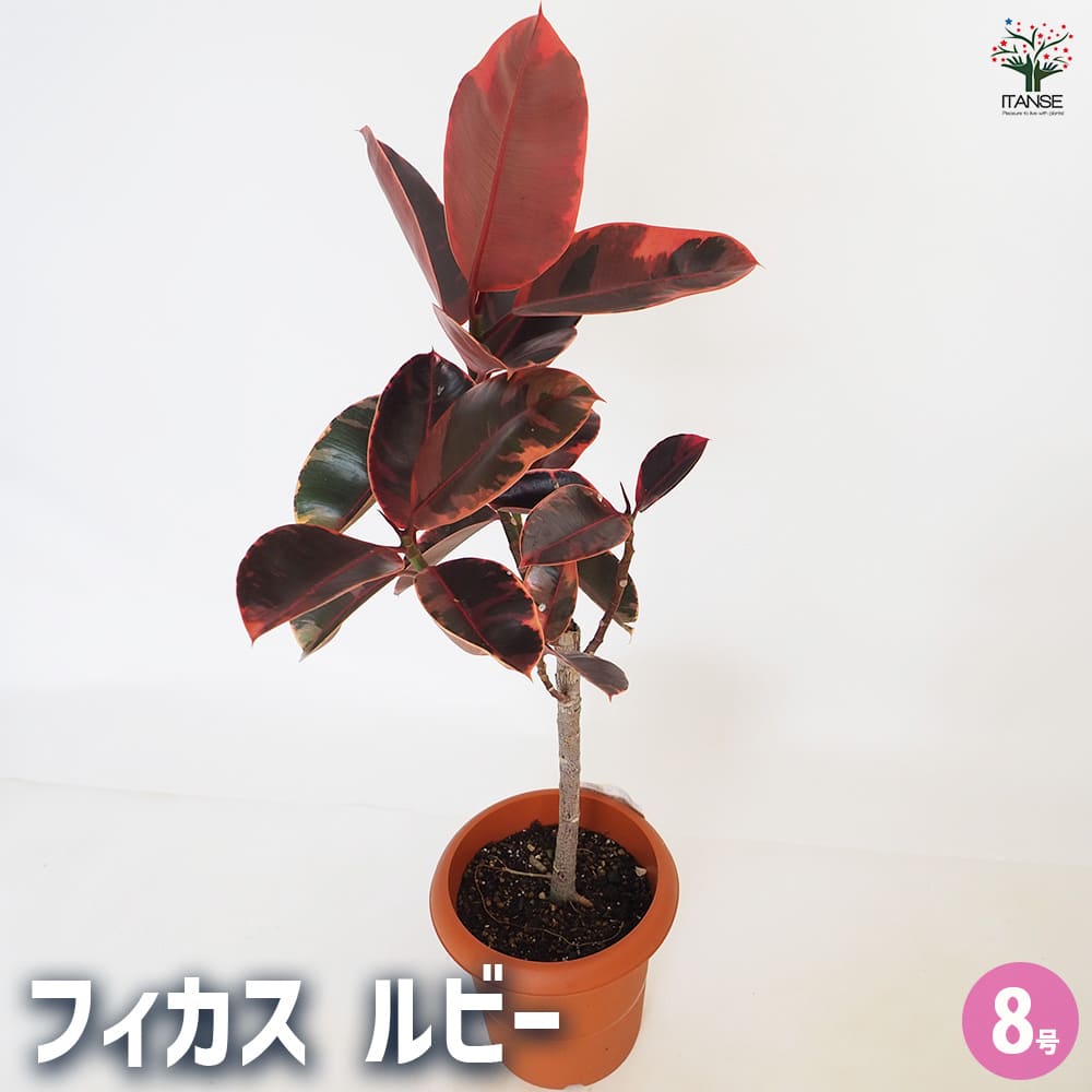 フィカス ルビー 【観葉植物 8号／1個売り】｜ 【植物の