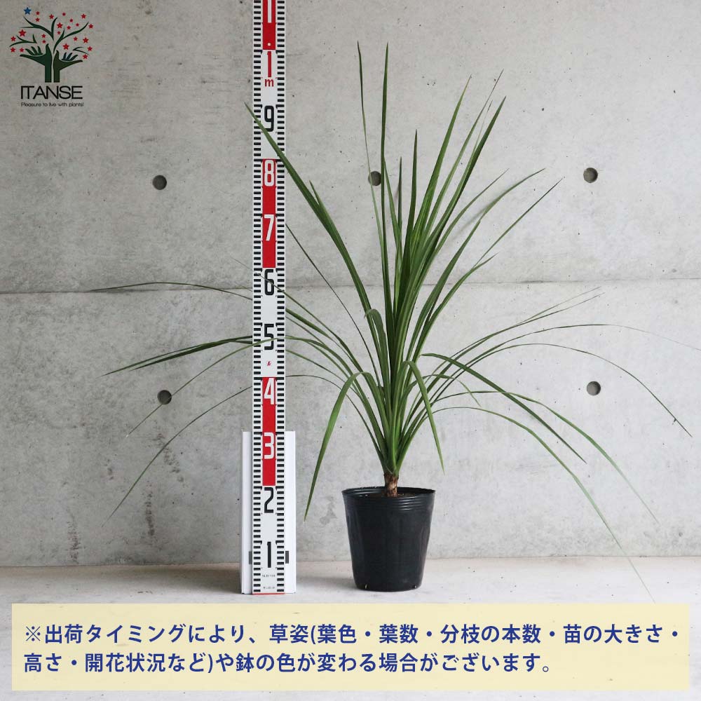 コルディリネ・オーストラリス 【庭木 6号ポット大苗 カラーリーフ／1個売り】
