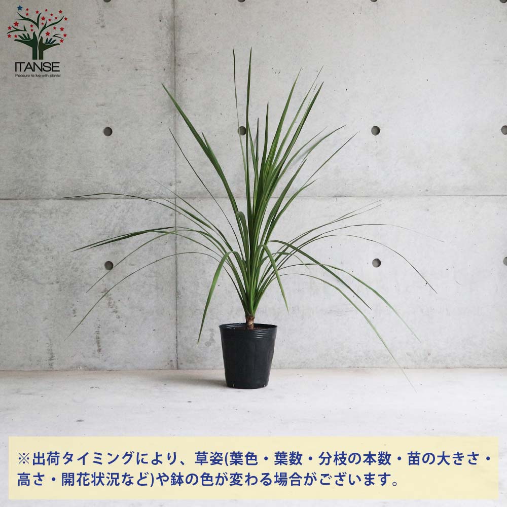 コルディリネ・オーストラリス 【庭木 6号ポット大苗 カラーリーフ／1個売り】