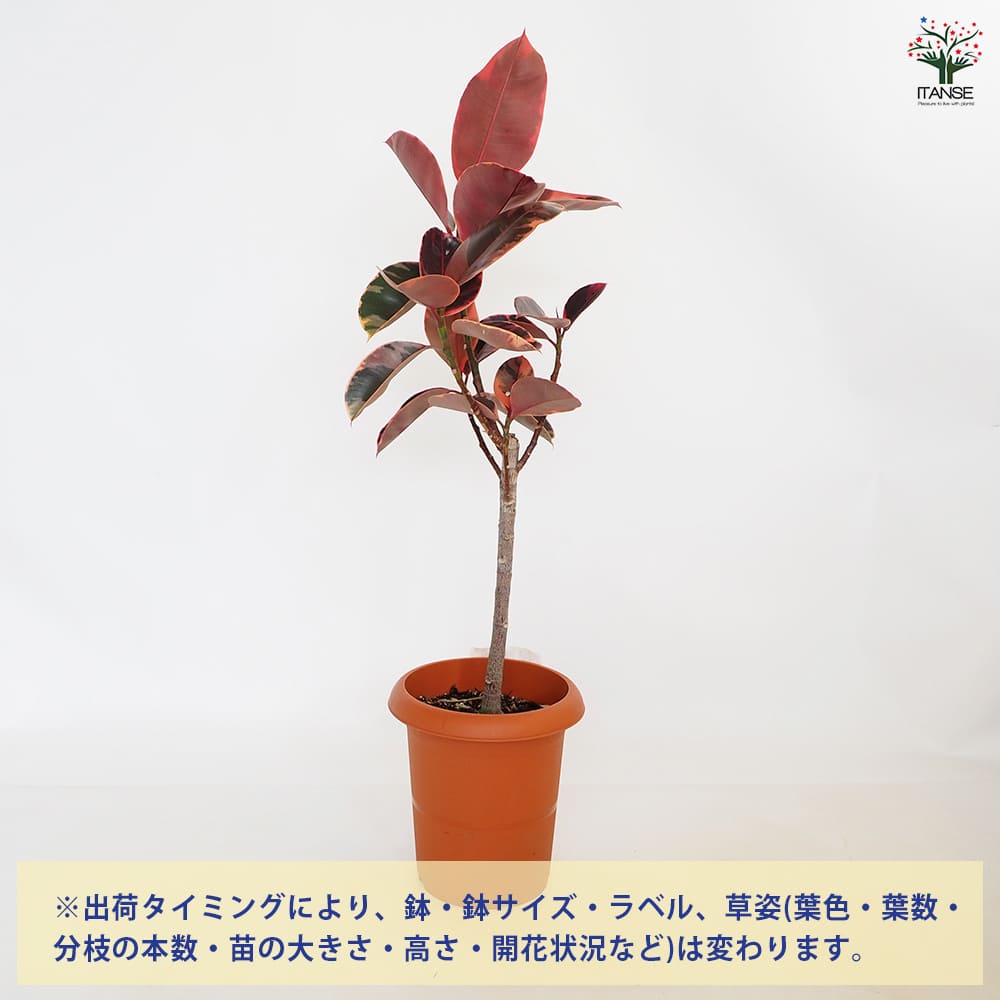 フィカス ルビー 【観葉植物 8号／1個売り】｜ 【植物のITANSE