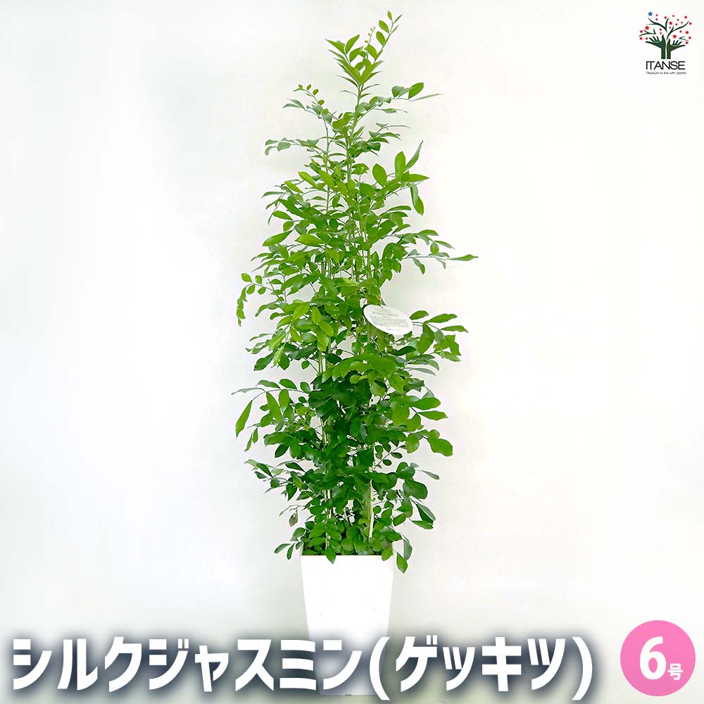 シルクジャスミン(ゲッキツ)