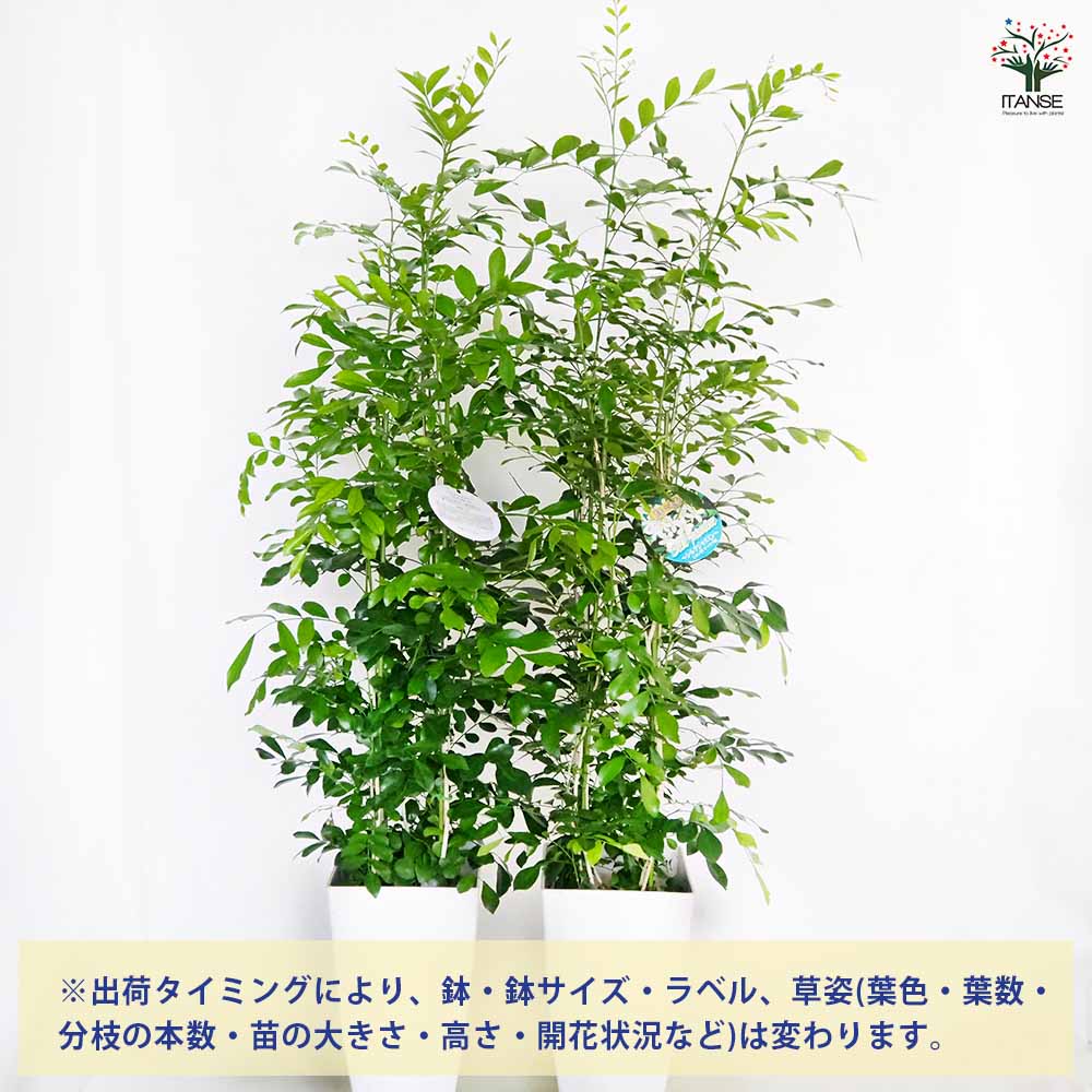 観葉植物 シルクジャスミン(ゲッキツ) 【観葉植物 6号／1個売り