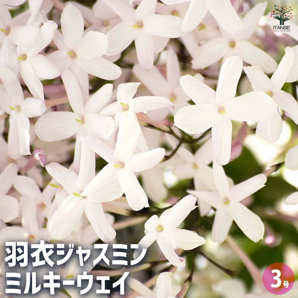 羽衣ジャスミン ミルキーウェイ 【花木苗 3号】｜ 【植物の