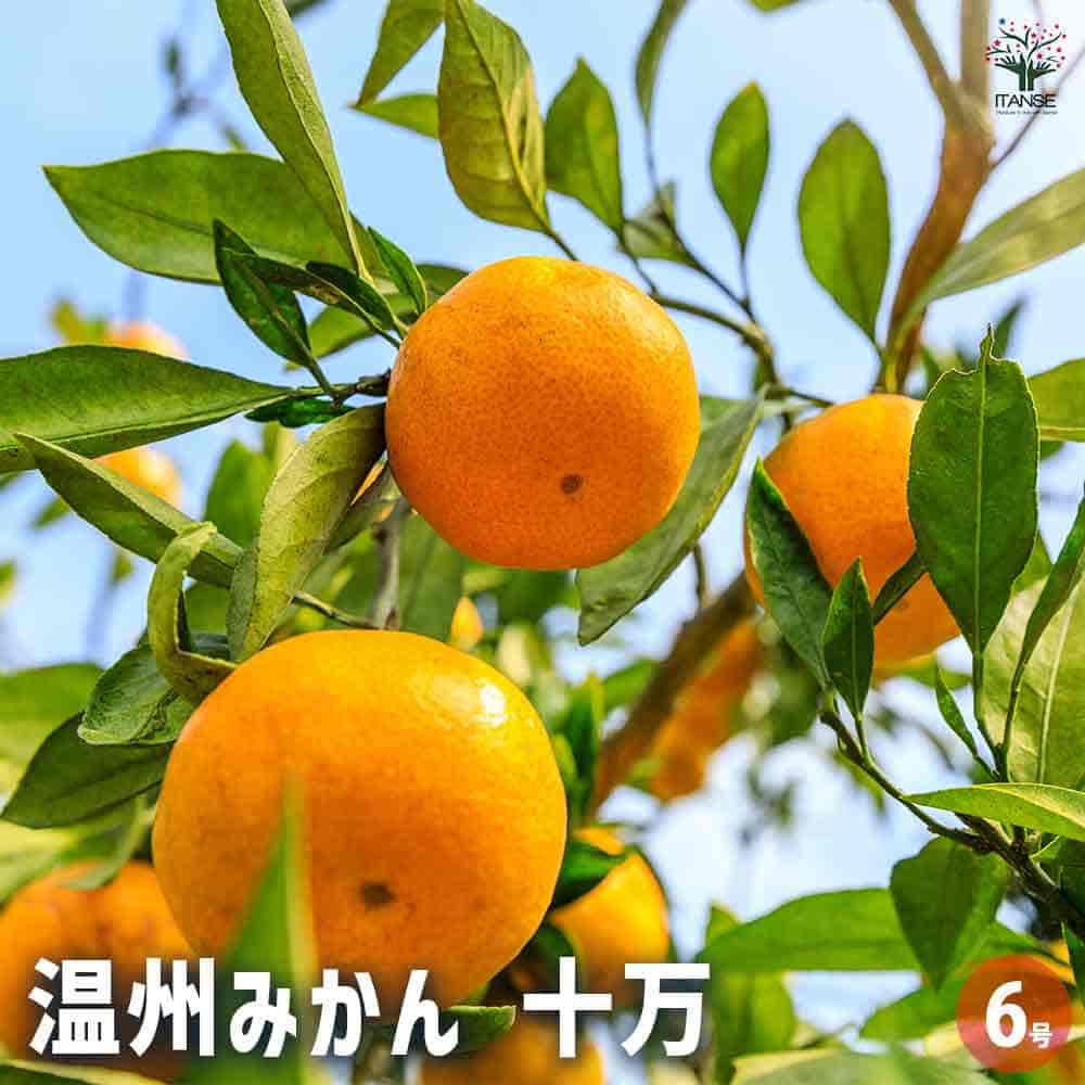 みかんの苗木 温州みかん 十万 【果樹の苗木 6号／1個売り】｜ 【植物