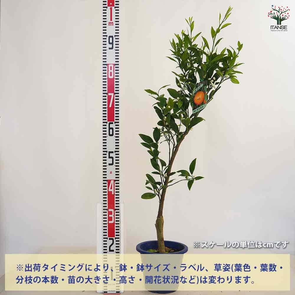 みかんの苗木 温州みかん 十万 【果樹の苗木 6号/1個売り】