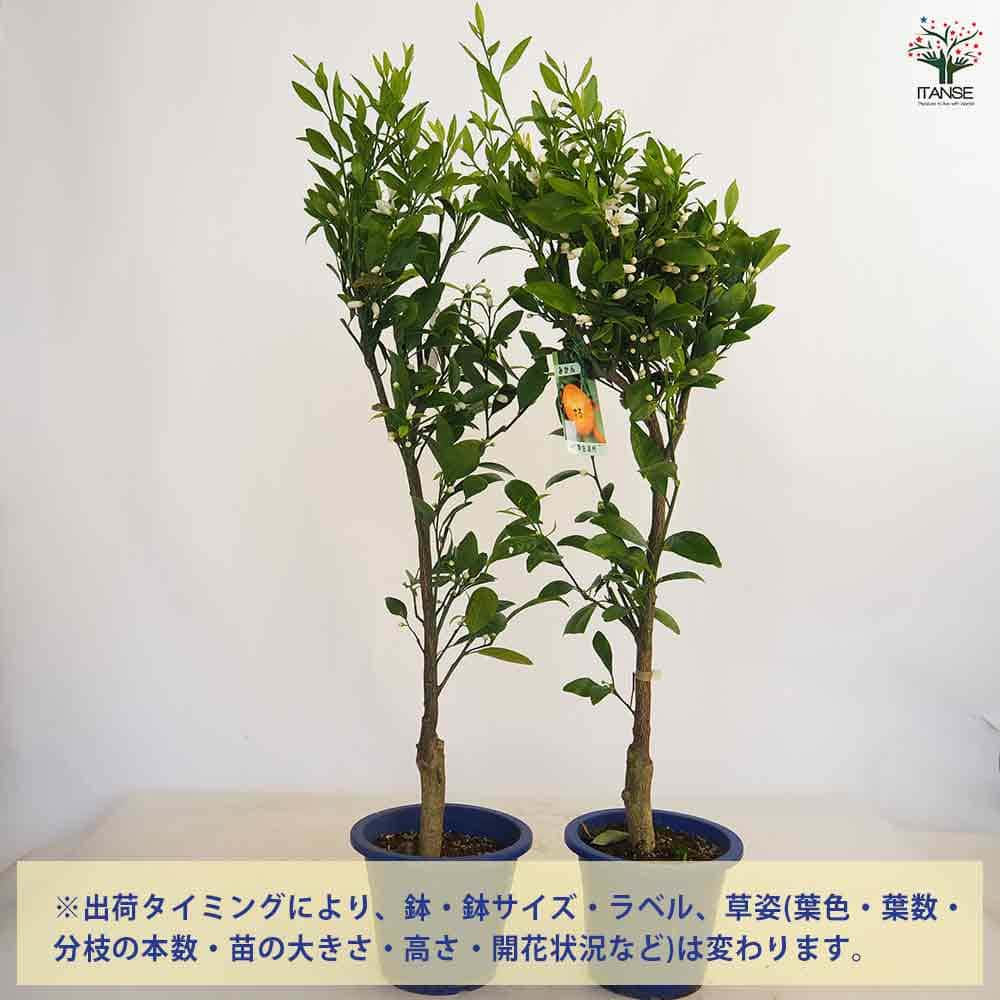 みかんの苗木 温州みかん 十万 【果樹の苗木 6号/1個売り】