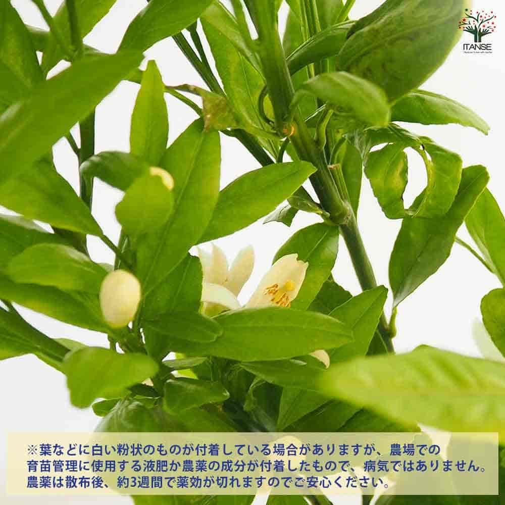 みかんの苗木 温州みかん 十万 【果樹の苗木 6号/1個売り】