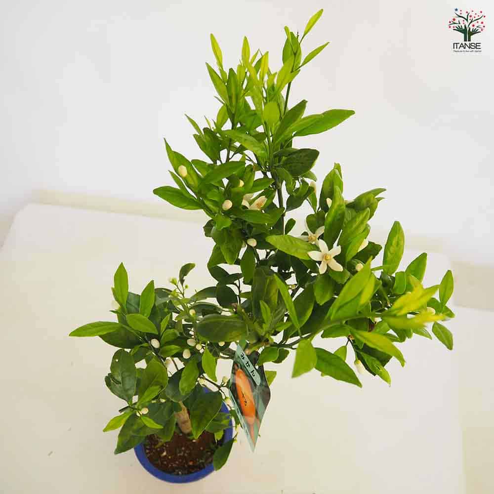 みかんの苗木 温州みかん 十万 【果樹の苗木 6号/1個売り】