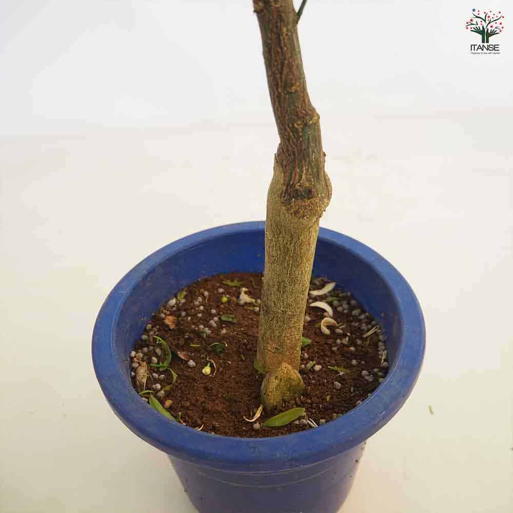 みかんの苗木 温州みかん 十万 【果樹の苗木 6号/1個売り】