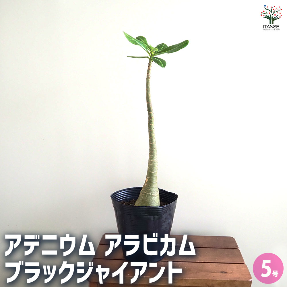 アデニウム アラビカム ブラックジャイアント 【観葉植物 5号／1個売り