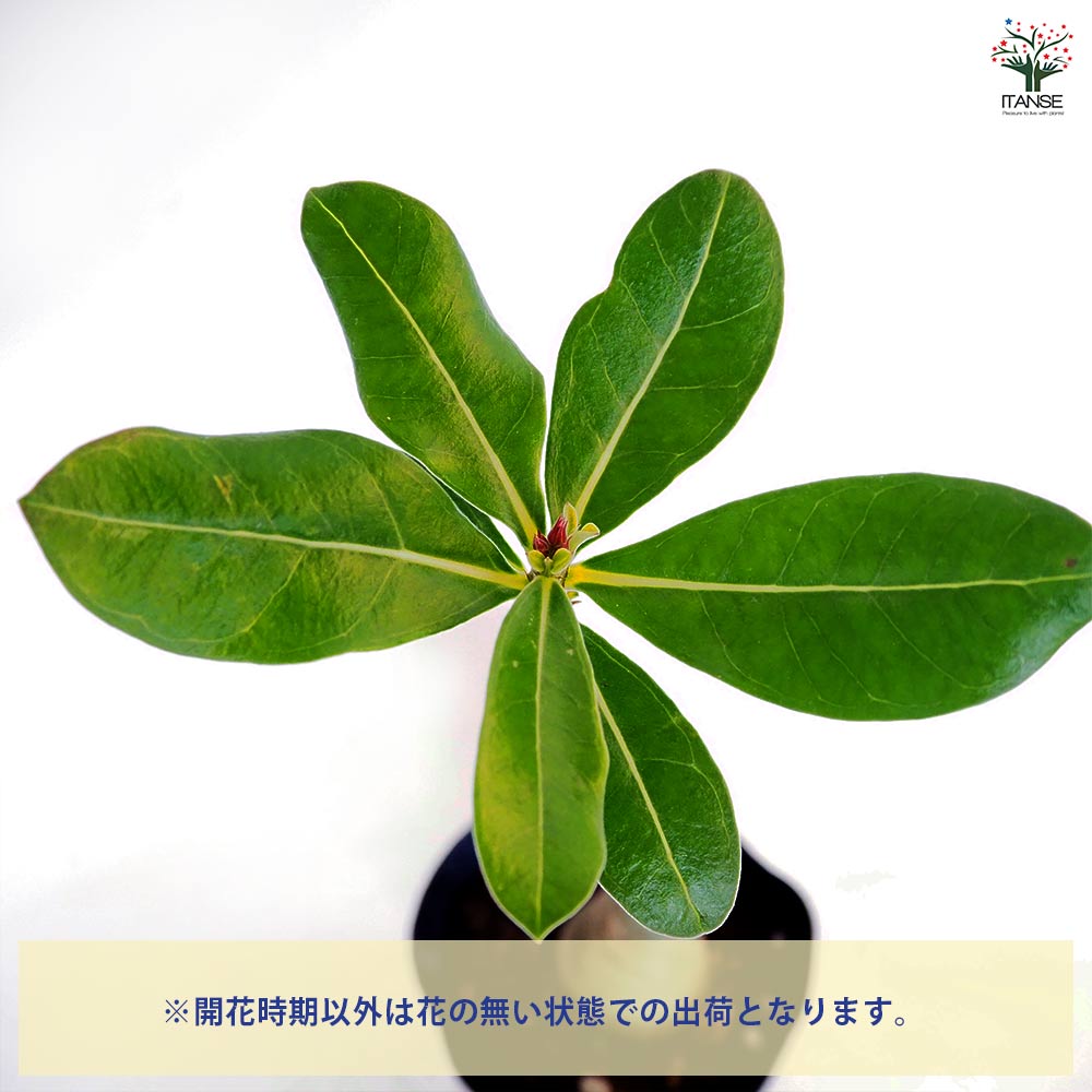 アデニウム・ブラックジャイアント アデニウム・アラビカム “ブラックジャイアント” 実生 / Adenium