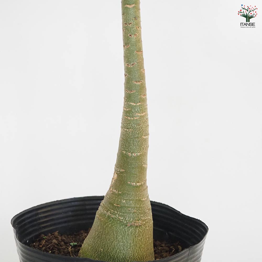 アデニウム・ブラックジャイアント アデニウム アラビカム ブラックジャイアント 【観葉植物 5号／1個売り