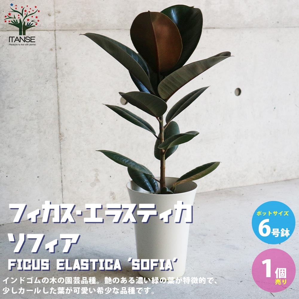 フィカス・エラスティカ（ゴムの木）約1.5メートル フィカス エラスティカ（ゴムの木）の育て方｜花屋ラフさん