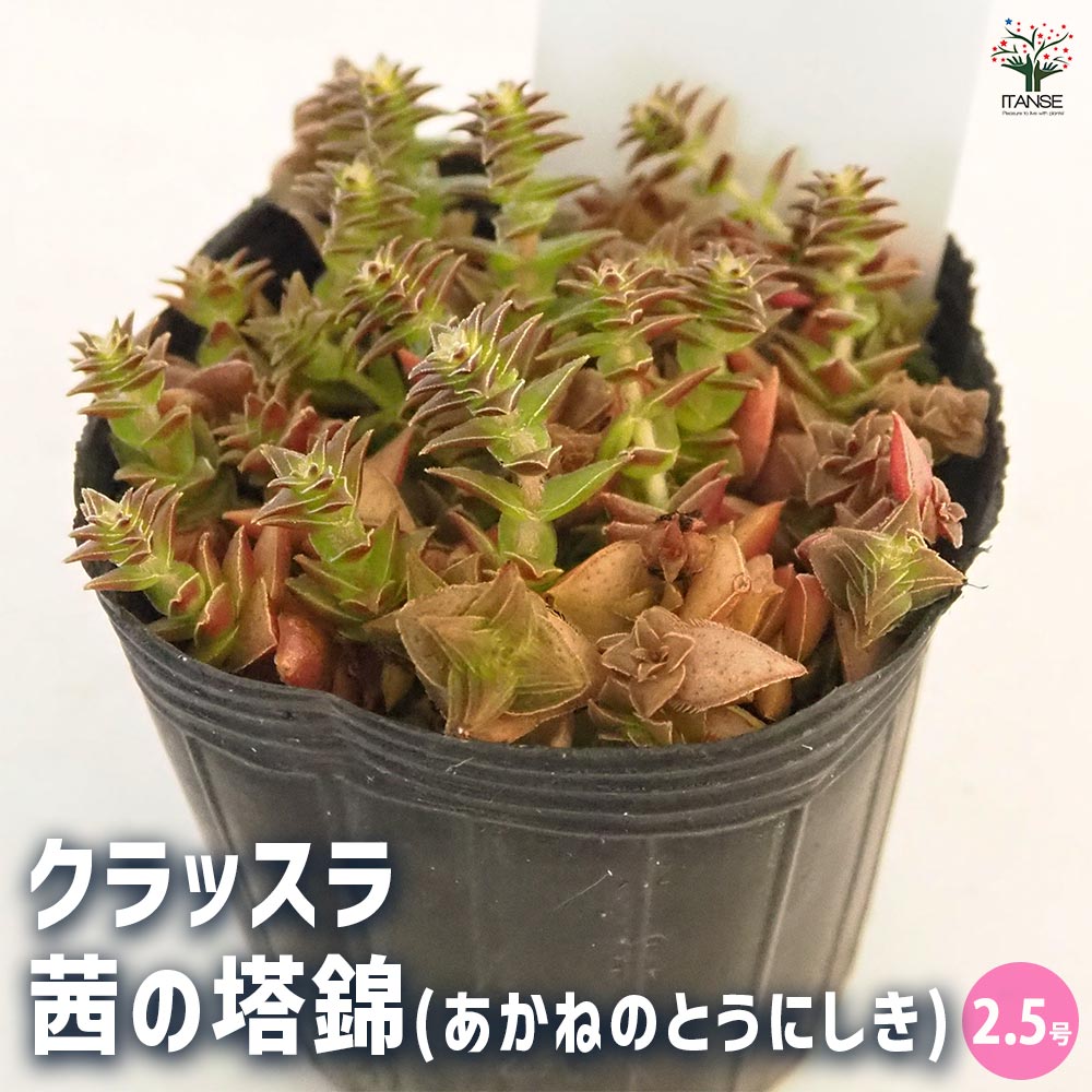 希少　レア品種　多肉植物　クラッスラ　『ネモロサ』　1カット(根っこ有りません) 日本花キ流通 多肉植物 seクラッスラ ネモロサ クラッスラ 7.5cm