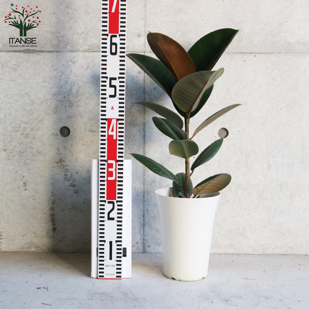 フィカス・エラスティカ・ソフィア(ゴムの木の仲間)【観葉植物 6号プラスチック鉢／1個売り】