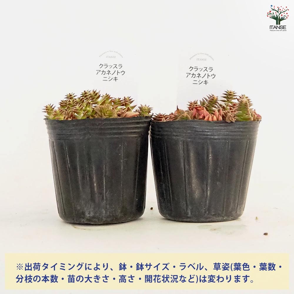 ブラックピンク錦＆ブラックストライプ錦 葉挿し苗セット No.22