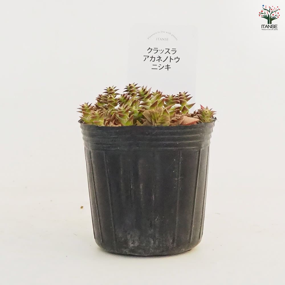 クラッスラ 茜の塔錦(あかねのとうにしき) 【多肉植物 2.5号