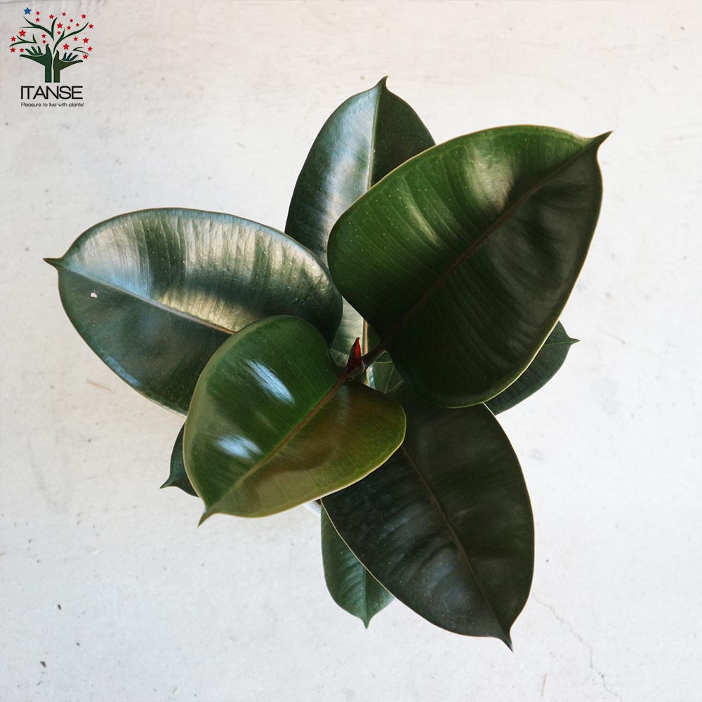 フィカス・エラスティカ（ゴムの木）約1.5メートル フィカス・エラスティカ（ゴムの木）約1.5メートル