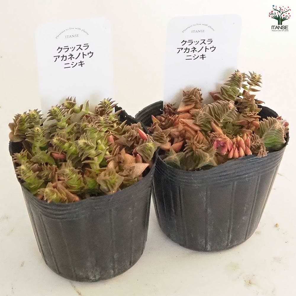 クラッスラ 茜の塔錦(あかねのとうにしき) 【多肉植物 2.5号