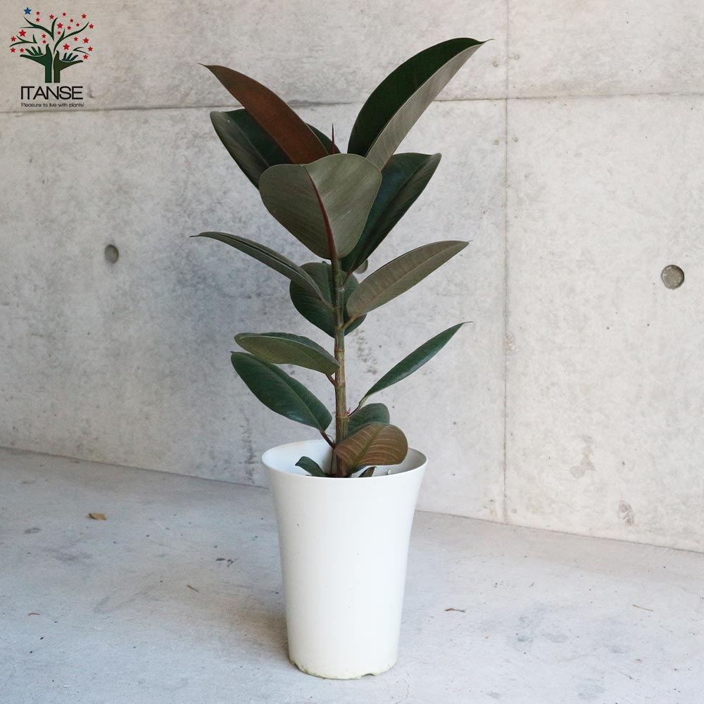 フィカス・エラスティカ・ソフィア(ゴムの木の仲間)【観葉植物 6号プラスチック鉢／1個売り】