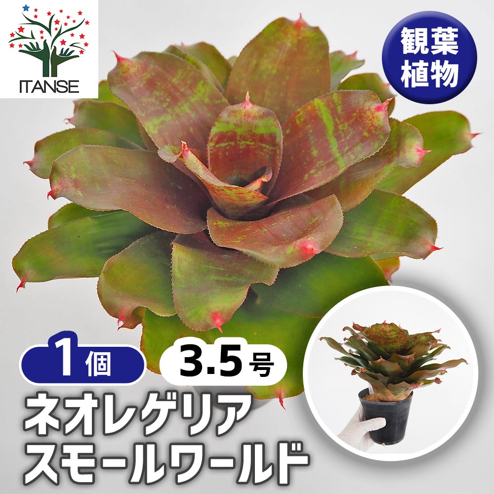 ネオレゲリア スモールワールド 【観葉植物 3.5号／1個売り】