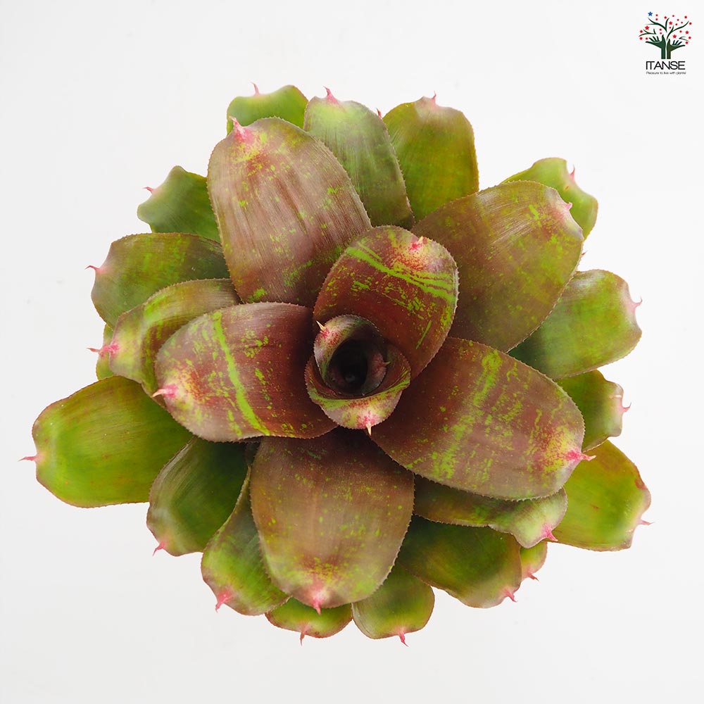 ネオレゲリア スモールワールド 【観葉植物 3.5号／1個売り】