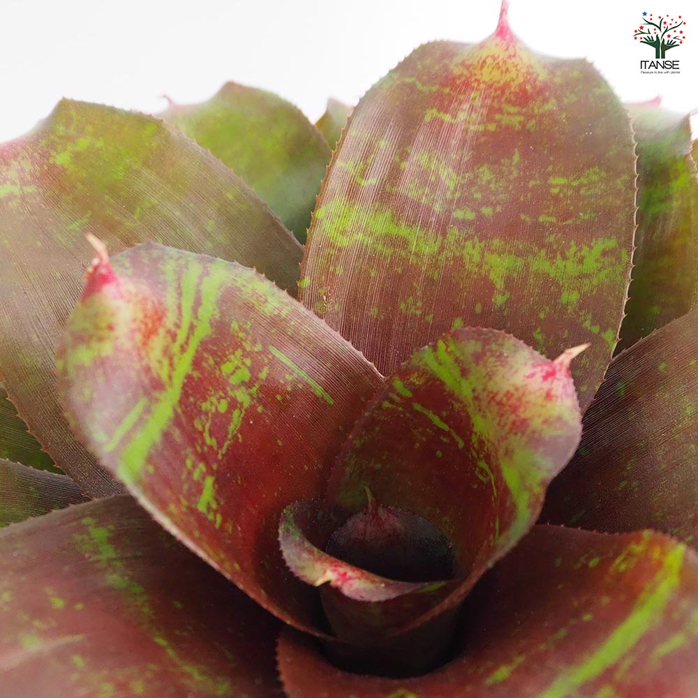 ネオレゲリア スモールワールド 【観葉植物 3.5号／1個売り】