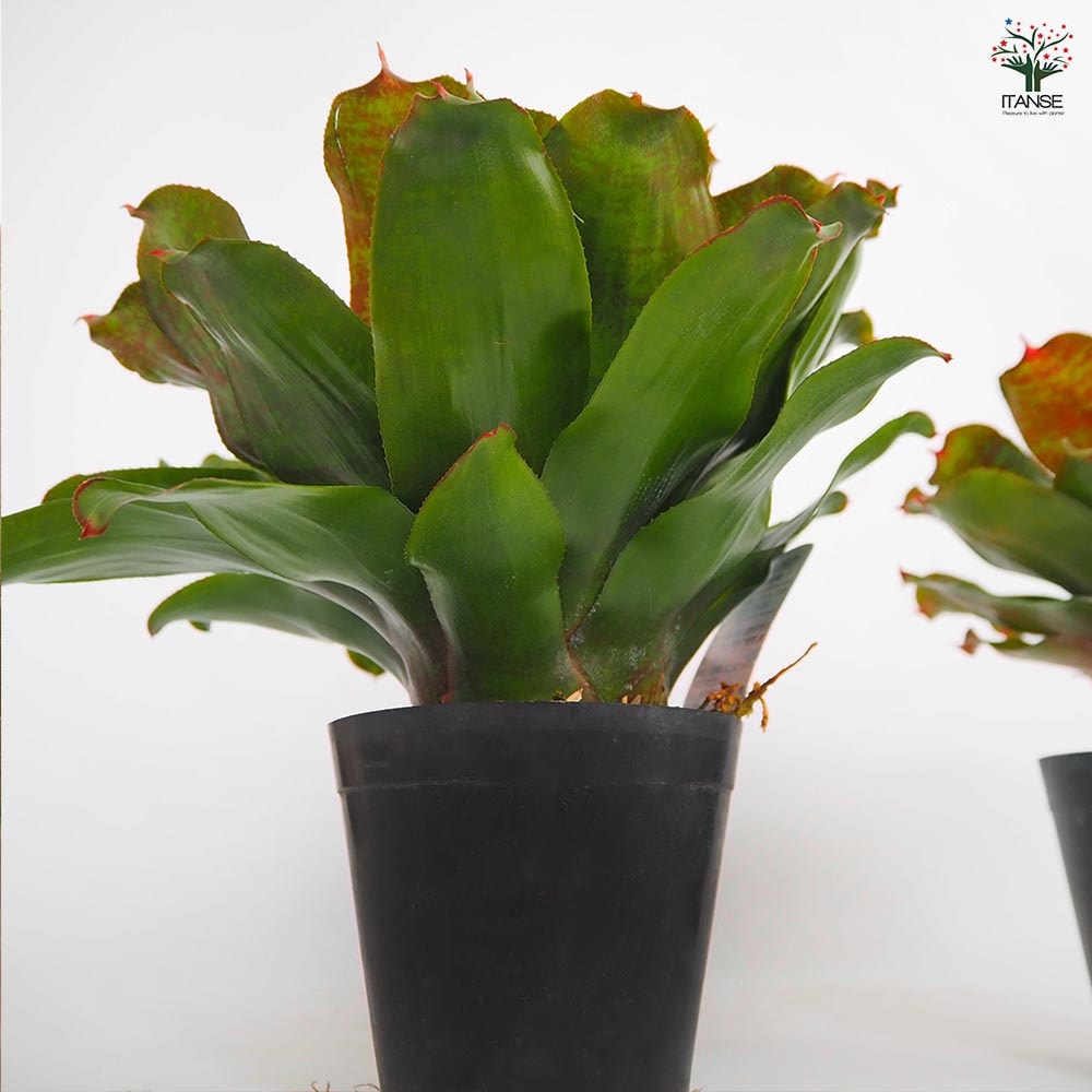 ネオレゲリア スモールワールド 【観葉植物 3.5号／1個売り】