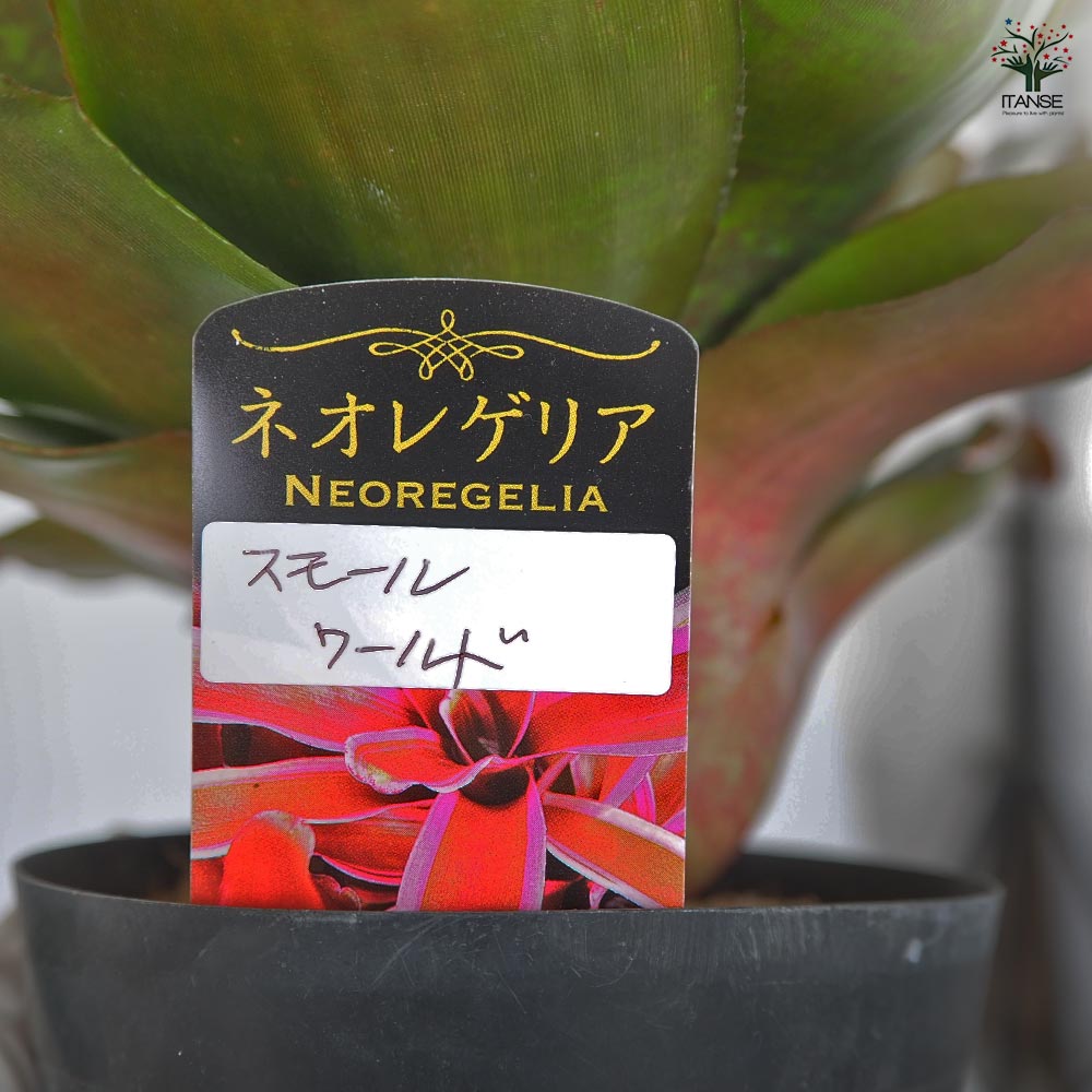 ネオレゲリア スモールワールド 【観葉植物 3.5号／1個売り】
