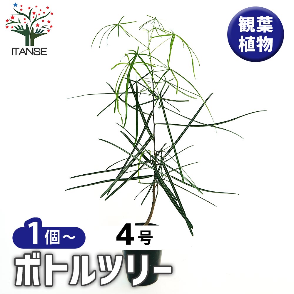 ボトルツリー 【観葉植物 4号／1個売り】
