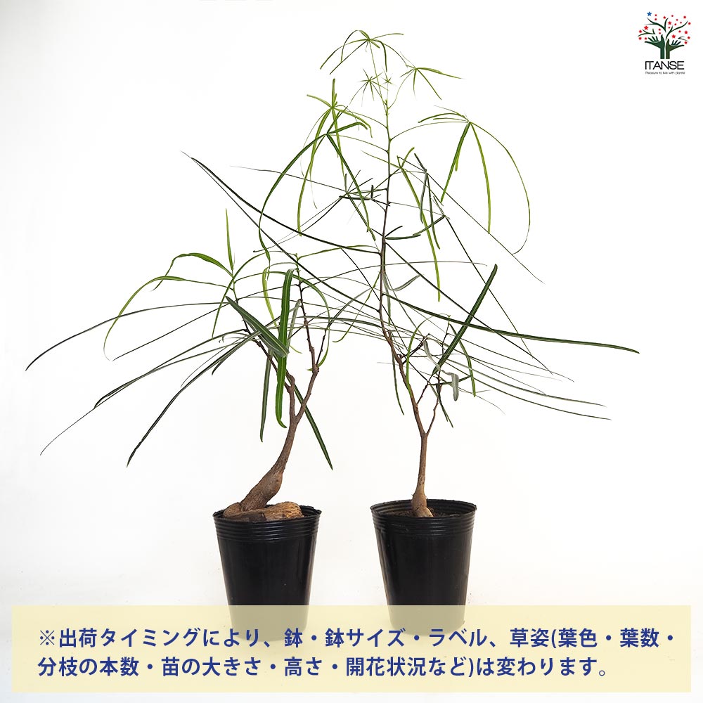 ボトルツリー 【観葉植物 4号／1個売り】｜ 【植物のITANSE