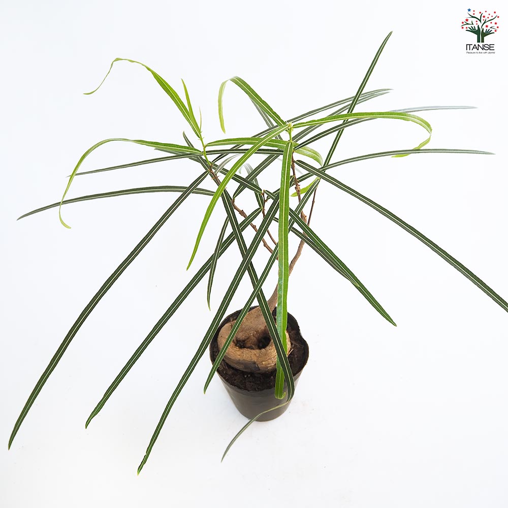 ボトルツリー 【観葉植物 4号／1個売り】｜ 【植物のITANSE