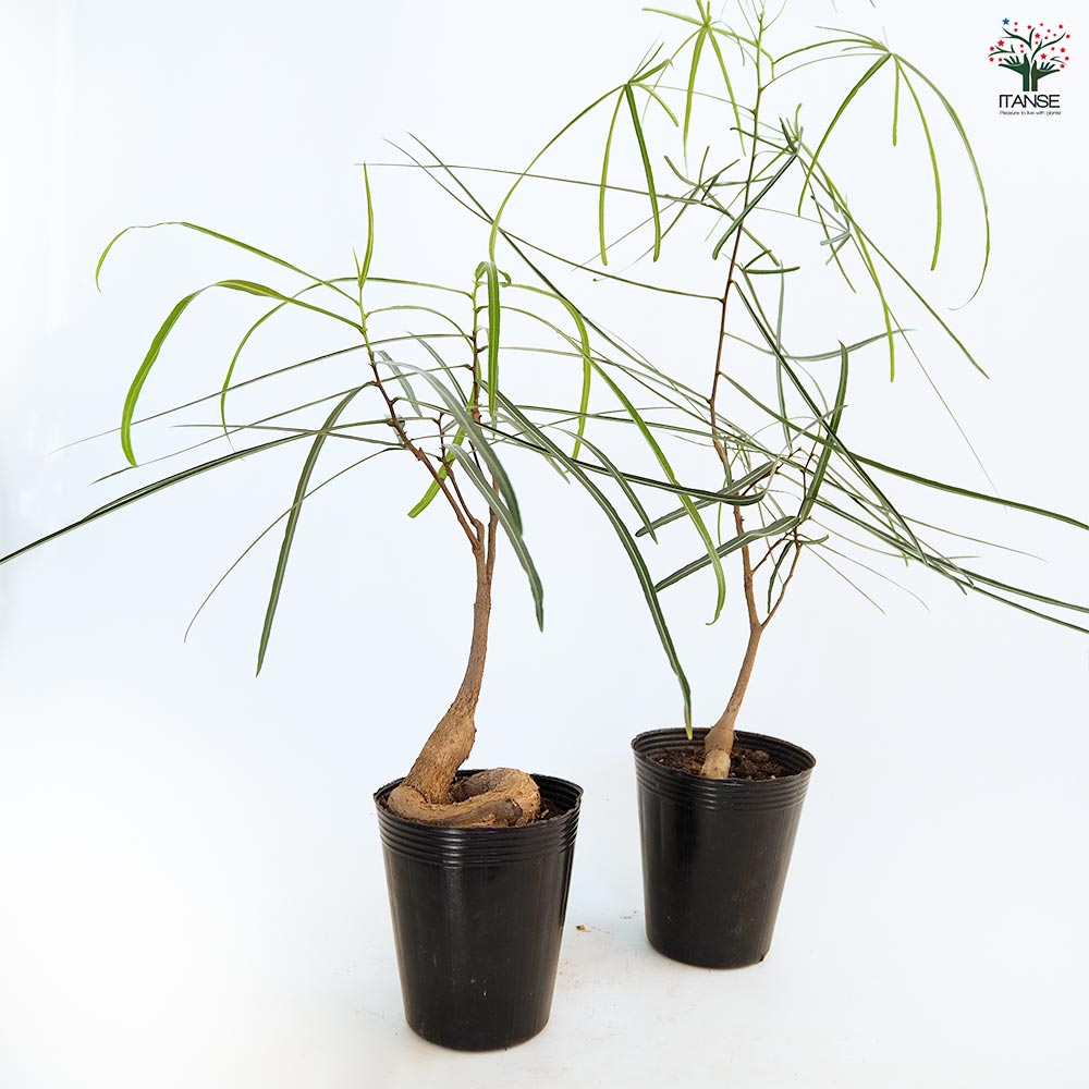 ボトルツリー 【観葉植物 4号／1個売り】
