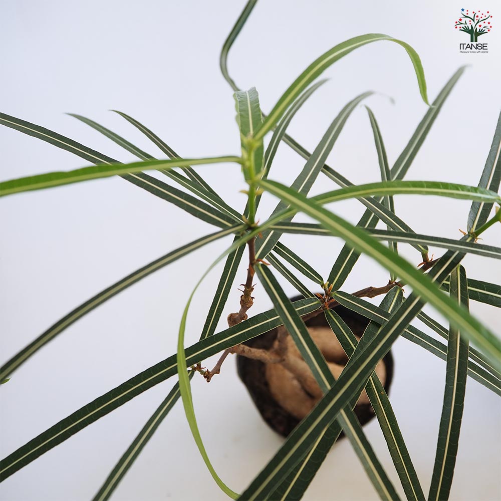 ボトルツリー 【観葉植物 4号／1個売り】｜ 【植物のITANSE