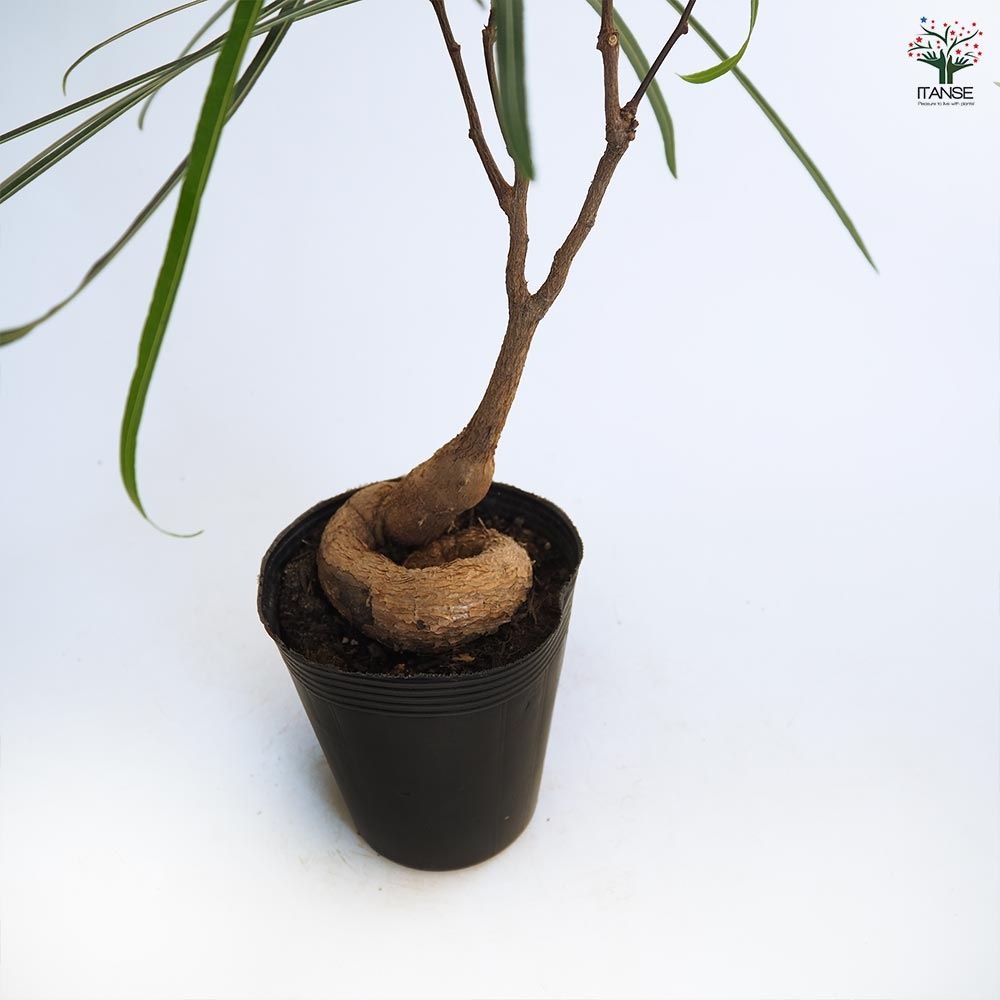 ボトルツリー 【観葉植物 4号／1個売り】