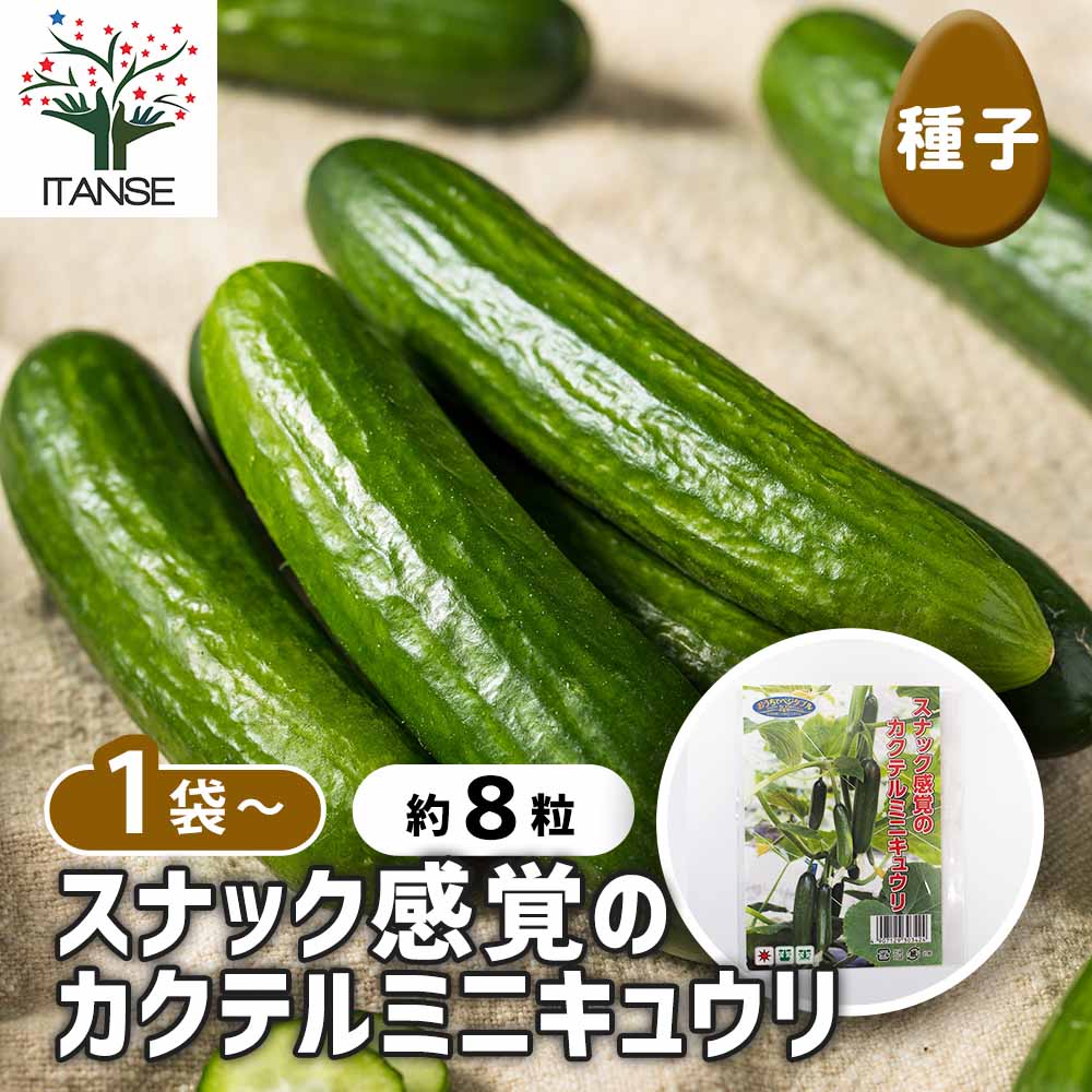 種子 スナック感覚のカクテルミニキュウリ 【 約8粒／1袋売り