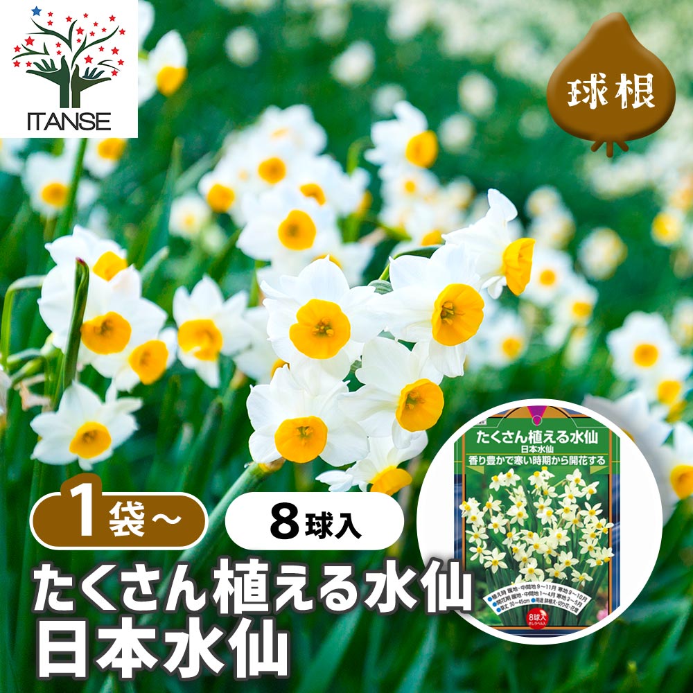球根 たくさん植える水仙 日本水仙 【花球根 8球】